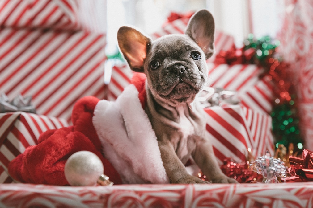 How to keep pets safe at Christmas